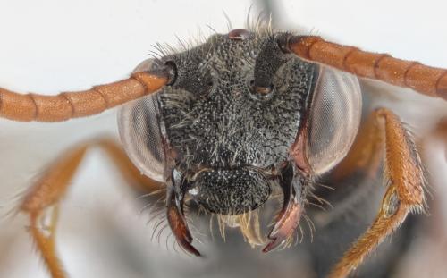 Nomada fabriciana